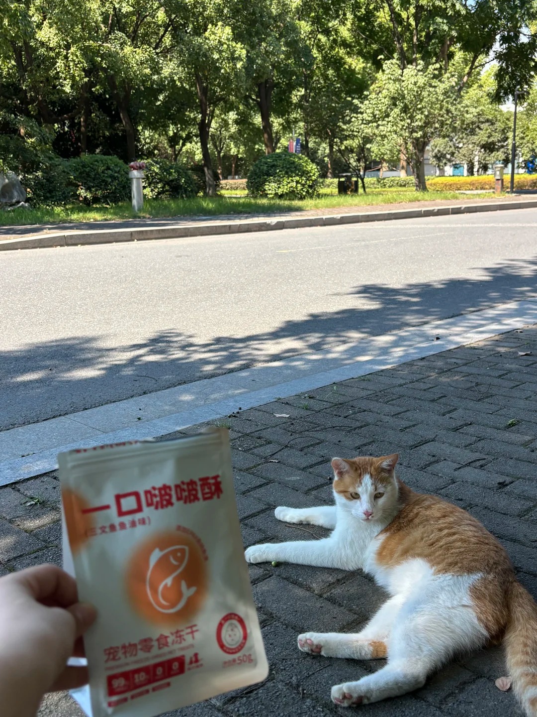 校园暖心暴击！守护浙财东方的“毛孩校友”_2_摆渡人_来自小红书网页版.jpg